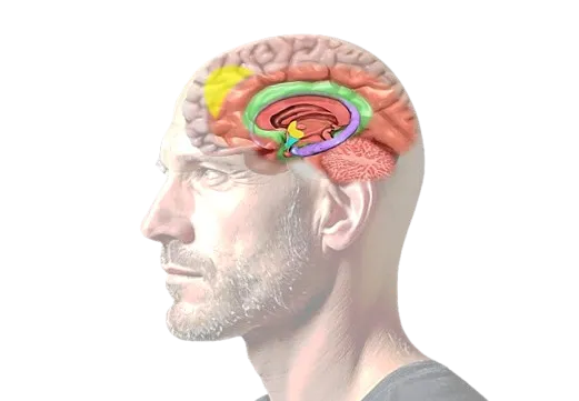 VISAGE HOMME ET SON CERVEAU t 2 ledegoteur.fr